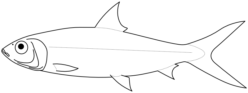 Ilustrace zástupce rodu Chanos