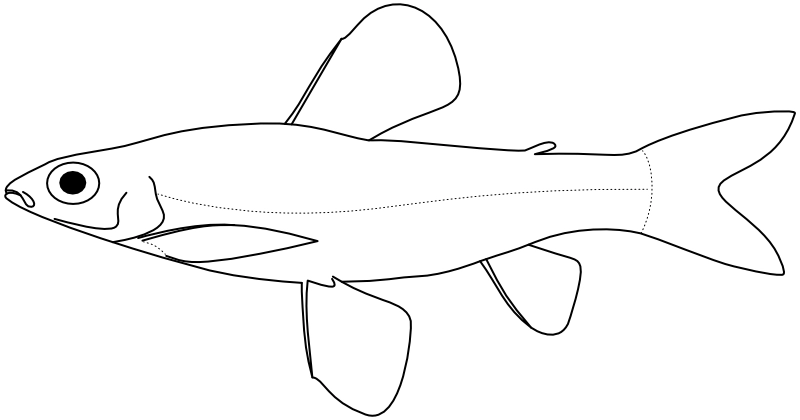 Ilustrace zástupce rodu Characidium
