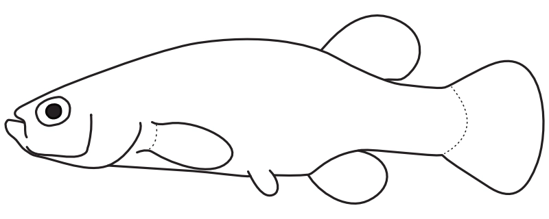 Ilustrace zástupce rodu Characodon