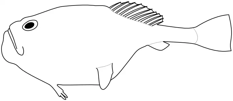 Ilustrace zástupce rodu 
