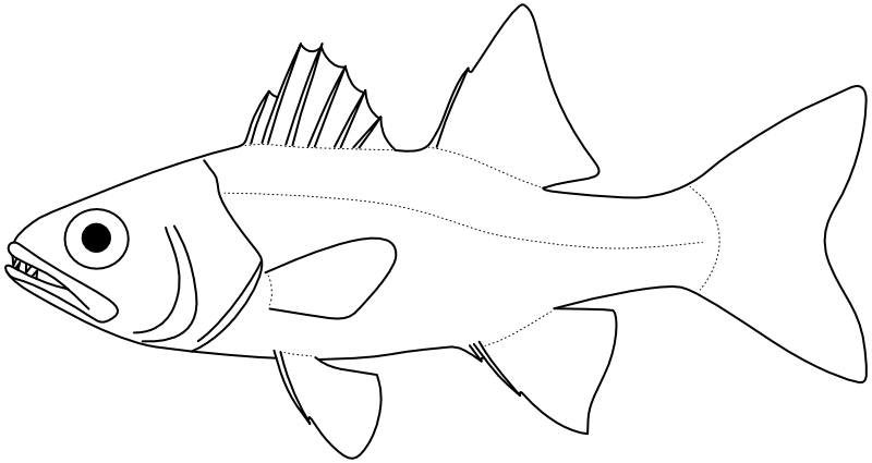 Ilustrace zástupce rodu Cheilodipterus