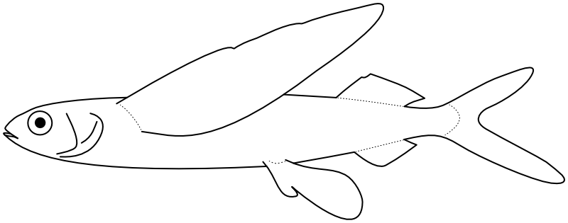 Ilustrace zástupce rodu Cheilopogon