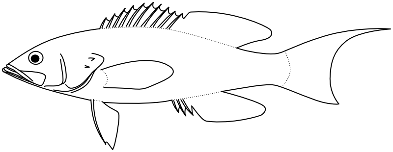 Ilustrace zástupce rodu Chelidoperca