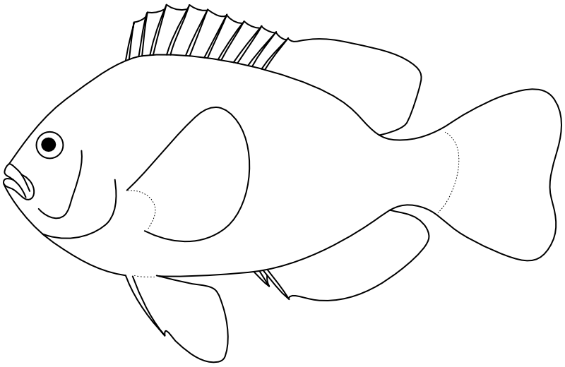 Ilustrace zástupce rodu Amphiprion