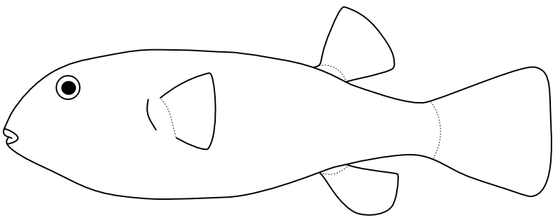 Ilustrace zástupce rodu Chelonodon