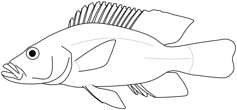 Ilustrace zástupce rodu Chetia Ilustrace zástupce rodu Chetia