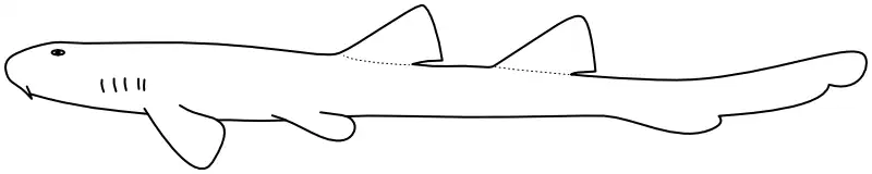 Ilustrace zástupce rodu Chiloscyllium