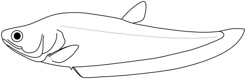 Ilustrace zástupce rodu 