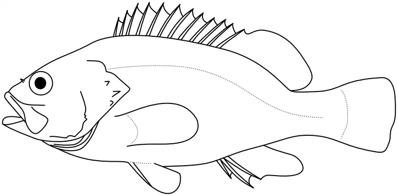 Ilustrace zástupce rodu Acanthistius