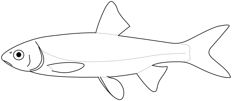 Ilustrace zástupce rodu Chondrostoma