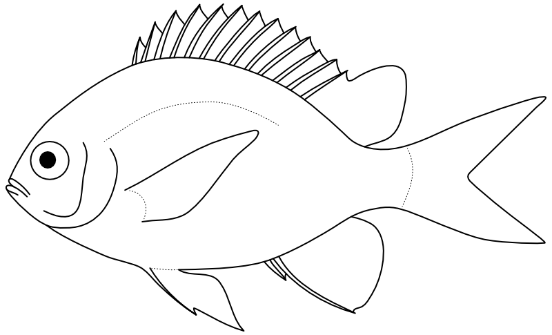 Ilustrace zástupce rodu Chromis