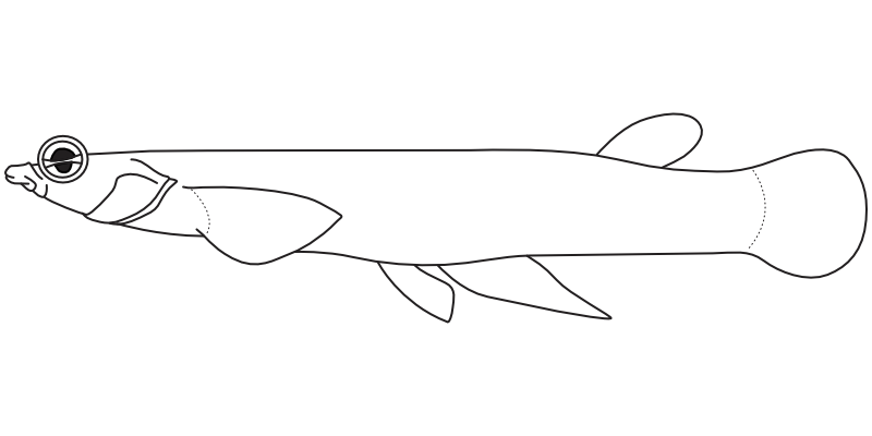 Ilustrace zástupce rodu Anableps