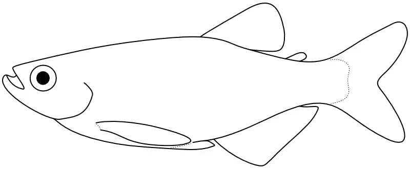 Ilustrace zástupce rodu Chrysobrycon