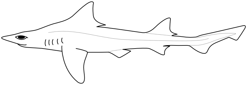 Ilustrace zástupce rodu Iago