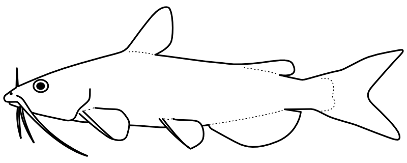 Ilustrace zástupce rodu Ictalurus