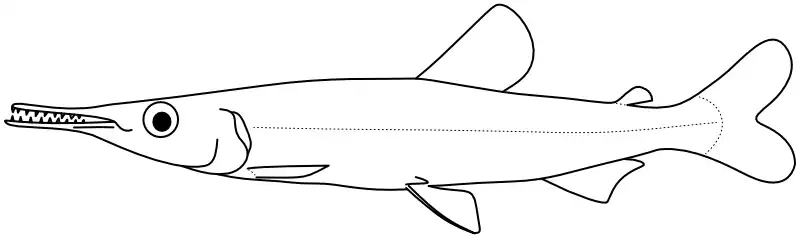 Ilustrace zástupce rodu Ichthyborus Ilustrace zástupce rodu Ichthyborus