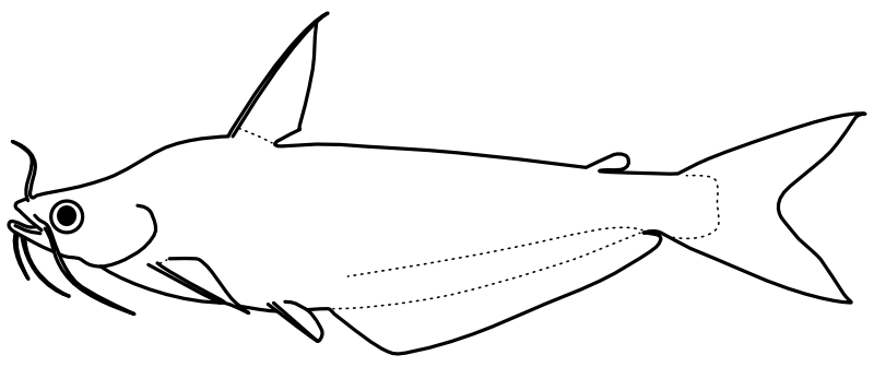 Ilustrace zástupce rodu Irvineia