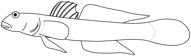 Ilustrace zástupce rodu Istigobius