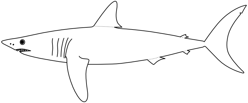 Ilustrace zástupce rodu Isurus