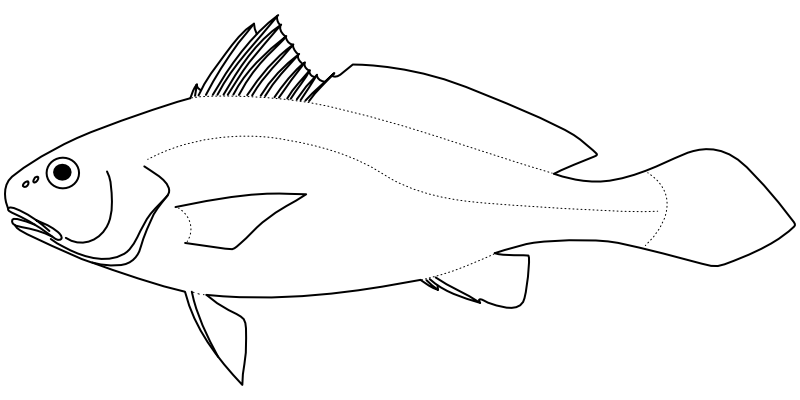 Ilustrace zástupce rodu Johnius