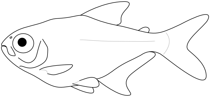 Ilustrace zástupce rodu Jupiaba