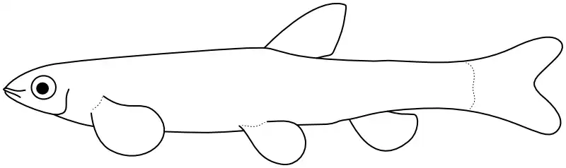 Ilustrace zástupce rodu 
