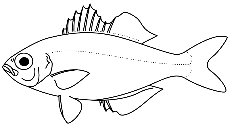 Ilustrace zástupce rodu Kuhlia