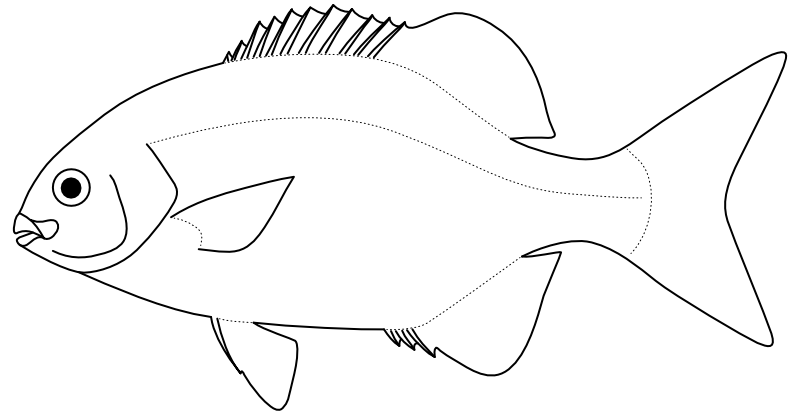 Ilustrace zástupce rodu Kyphosus