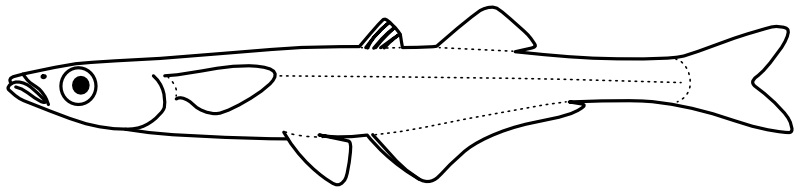 Ilustrace zástupce rodu Labidesthes