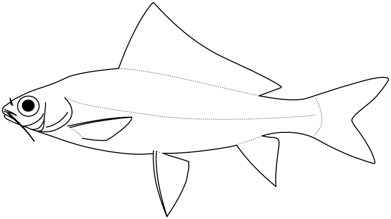 Ilustrace zástupce rodu Labiobarbus