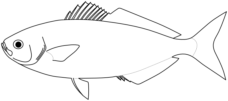 Ilustrace zástupce rodu Labracoglossa