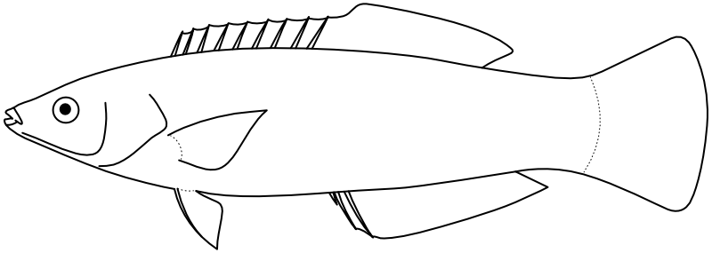 Ilustrace zástupce rodu Labroides