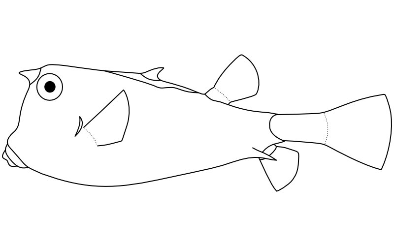 Ilustrace zástupce rodu Lactoria