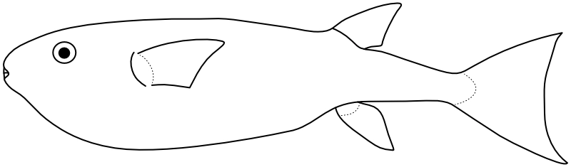 Ilustrace zástupce rodu Lagocephalus