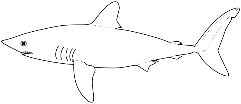 Ilustrace zástupce rodu Lamna