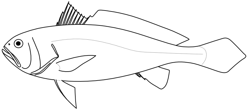 Ilustrace zástupce rodu Larimichthys