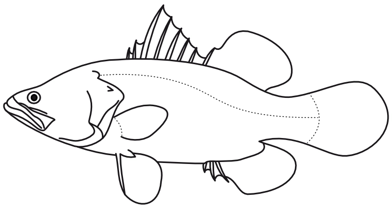 Ilustrace zástupce rodu Lates