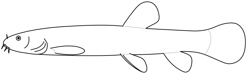 Ilustrace zástupce rodu Lefua