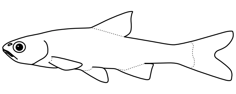 Ilustrace zástupce rodu Lepidomeda