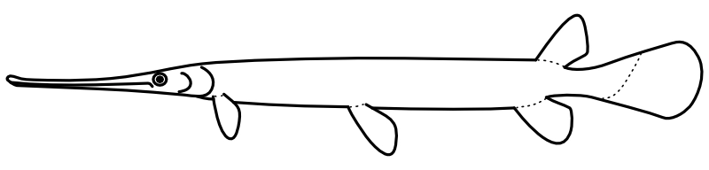 Ilustrace zástupce rodu Lepisosteus