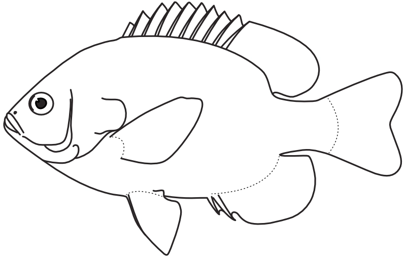 Ilustrace zástupce rodu Lepomis