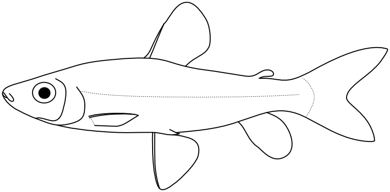 Ilustrace zástupce rodu Leporinus