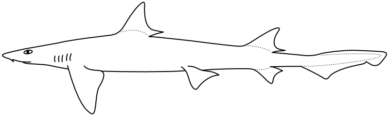 Ilustrace zástupce rodu Leptocharias