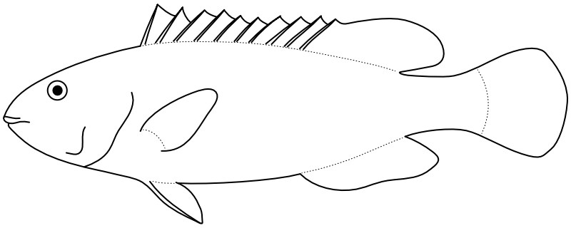 Ilustrace zástupce rodu Leptoscarus