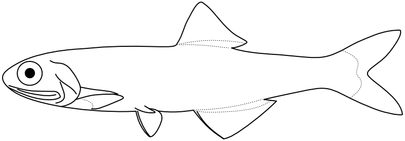 Ilustrace zástupce rodu Anchoviella