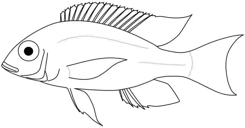 Ilustrace zástupce rodu Lethrinops