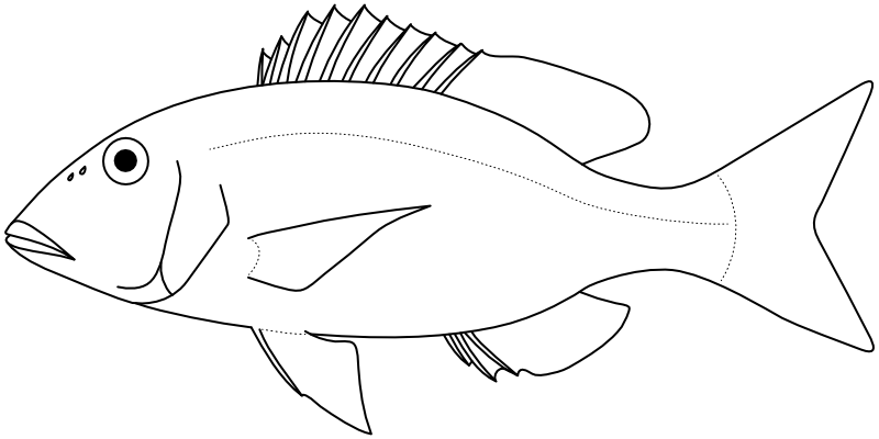 Ilustrace zástupce rodu Lethrinus