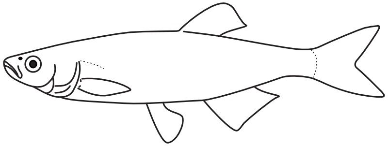 Ilustrace zástupce rodu Leucaspius