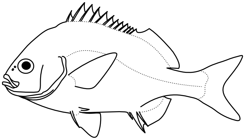 Ilustrace zástupce rodu Anisotremus