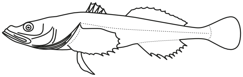 Ilustrace zástupce rodu Limnocottus